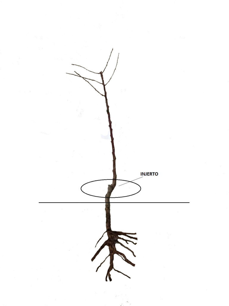 plantar a raíz desnuda2