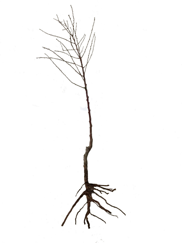 raíz desnuda